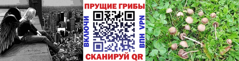 Галлюциногенные грибы Psilocybe  Ленинск-Кузнецкий 